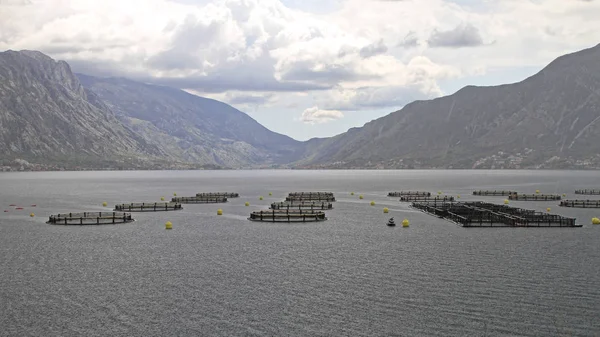 Aquicultura Aqua Farm Nets Baía Kotor Montenegro — Fotografia de Stock