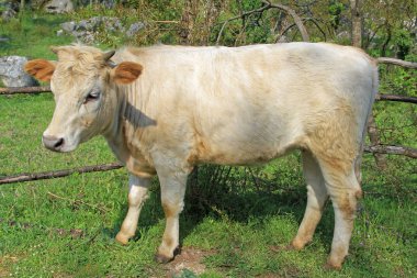 Mera adlı genç bej inek