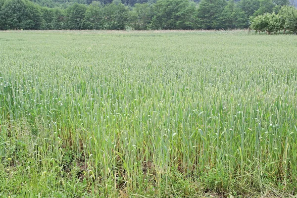 Tarım Alanında Yeşil Buğday Çimen — Stok fotoğraf
