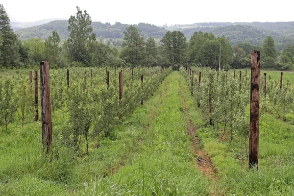 Vruchten Landbouw Veld Groeiende Bomen Buiten Rijen — Stockfoto