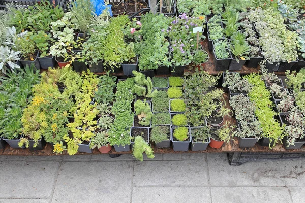 Groene Planten Zaailingen Kwekerij Tuin — Stockfoto