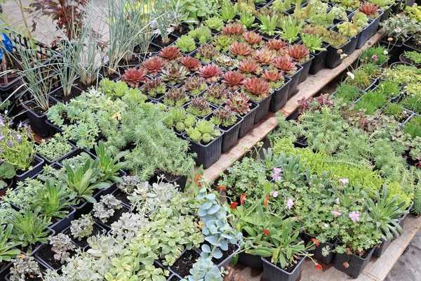 Groene Planten Zaailingen Kwekerij Tuin — Stockfoto