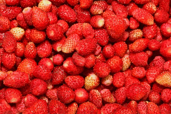 Big Bunch Organic Wild Red Strawberries — Stock Photo, Image