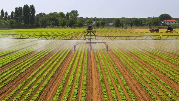Water Irrigation Mist Rows Green Salad Field — Stock Photo, Image