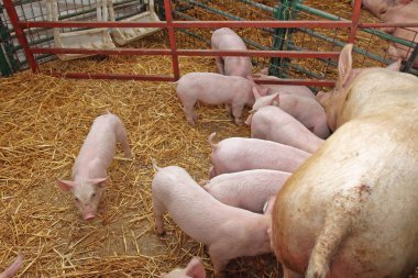 Küçük aç Pigglets yavru domuz çiftliğinde