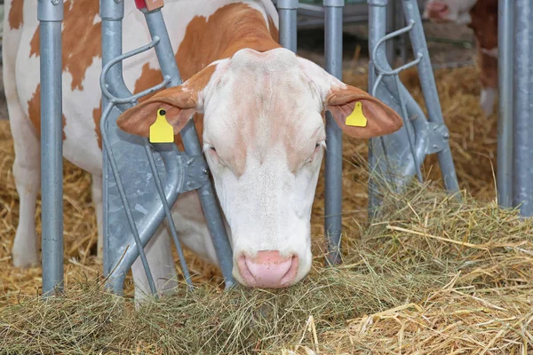 ハッピーファームの納屋に干し草を食べる牛 — ストック写真