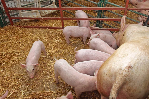 Små Hungriga Pigglets Suckling Sugga Gård — Stockfoto