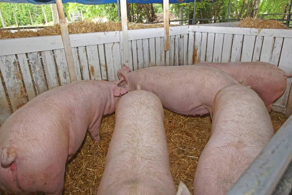 Several Big Pigs Sty Farm — Stock Photo, Image