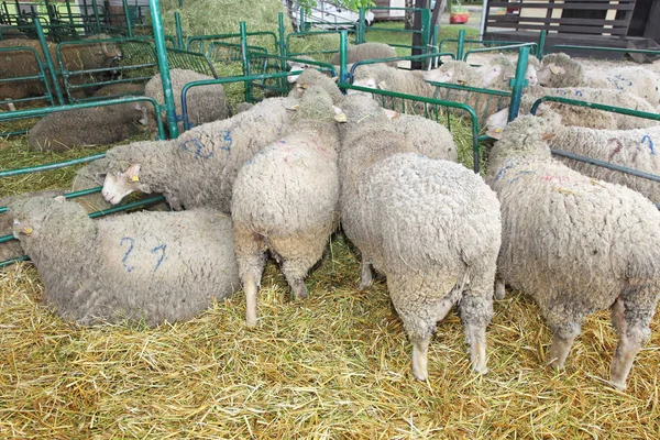 Flocken Fåren Hålla Pennan Gård — Stockfoto