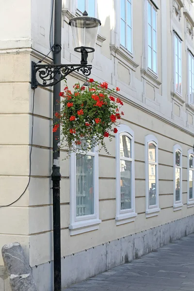 Blumentopf Straßenlaterne Hängen — Stockfoto