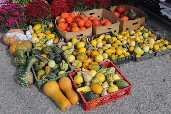 Tök Tök Squash Dekoráció Halloween — Stock Fotó