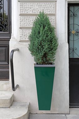 Küçük Evergreen Çam Ağacı Askıda