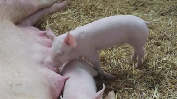 Een Hongerige Knorretje Zuigen Varken Farm — Stockvideo