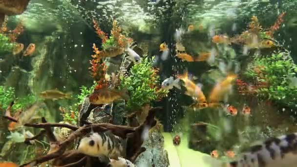 水下海洋生物装饰鱼在水族馆 — 图库视频影像