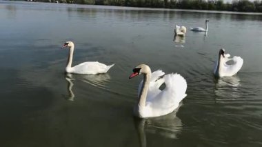 Nehir Tuna yüzme sürüsü Beyaz Kuğu