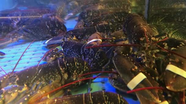 Lobsters Vivo Tanque Água — Vídeo de Stock