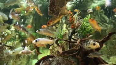 Akvaryum su altında Deniz Yaşamı Dekoratif Balık