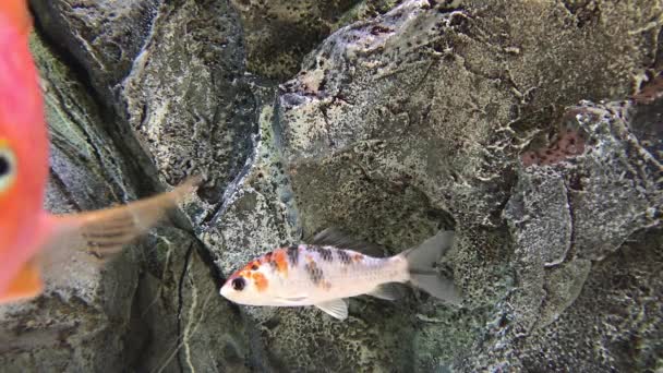 Dekorative Koi Fische Heimischen Aquarium — Stockvideo