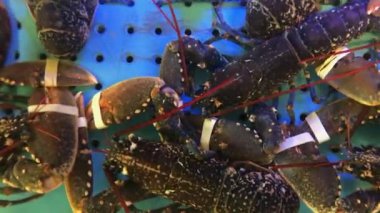 Tank su yoluyla canlı ıstakoz