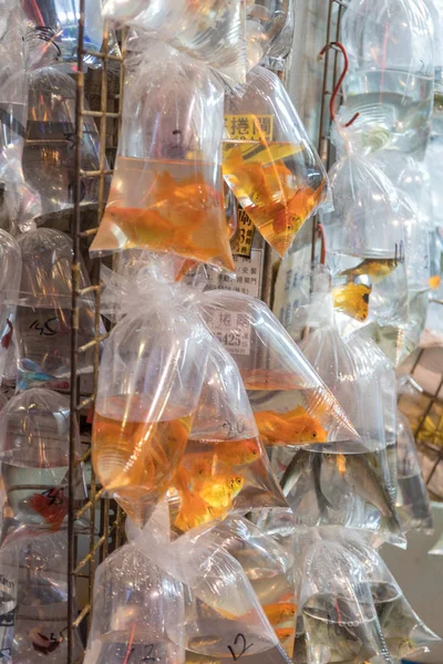 香港宠物店袋装金鱼 — 图库照片