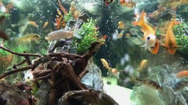 Sualtı canlıları dekor balık akvaryum akvaryum