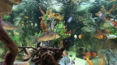 Sualtı canlıları dekorasyon akvaryum akvaryum