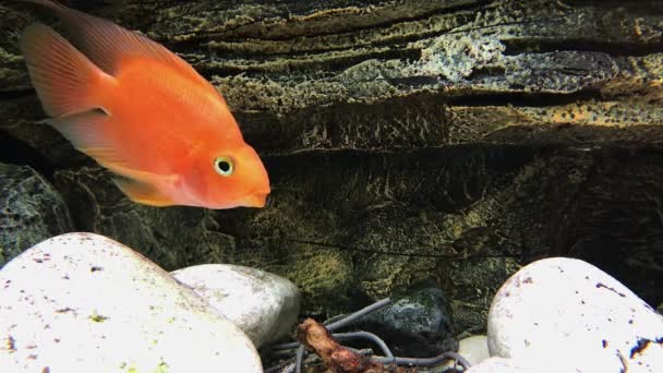 Poisson Orange Décoration Vie Sous Marine Dans Aquarium — Video