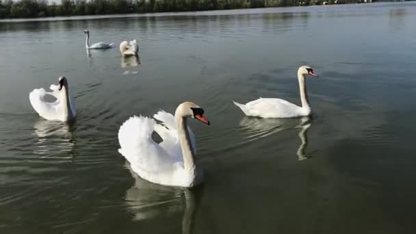 Flock White Swans Swimming Danube River — Stock Video