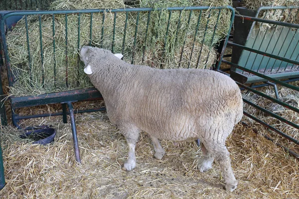 Grazende schapen — Stockfoto