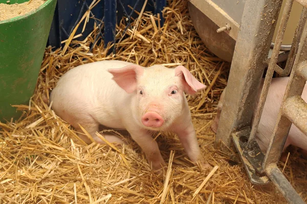 Un lechón —  Fotos de Stock