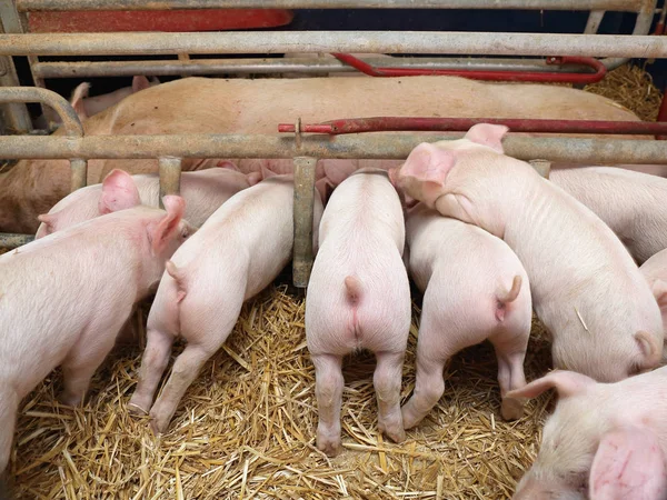 Piglets — Stock Photo, Image