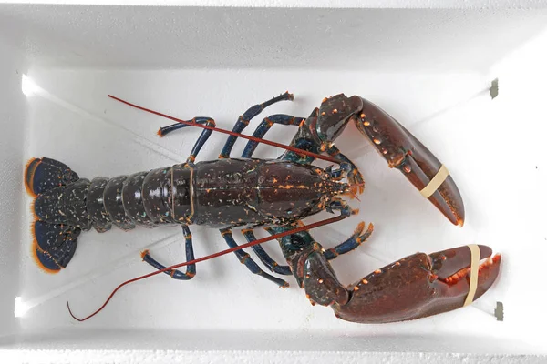 Live Lobster — Stock Photo, Image