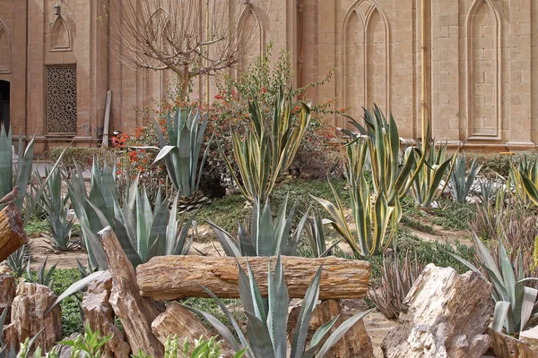 Jardín de cactus — Foto de Stock