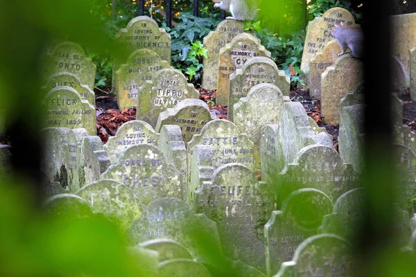 Sällskapsdjur kyrkogården — Stockfoto