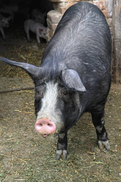 黑母猪 — 图库照片