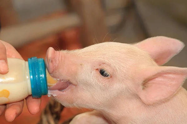 새끼 돼지를 먹이 병 — 스톡 사진