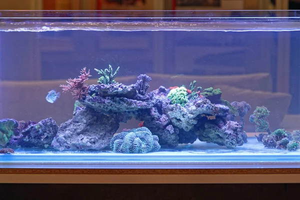 Akvaryum Resifi — Stok fotoğraf