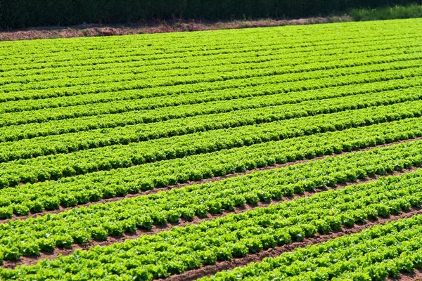 Righe del campo insalata — Foto Stock