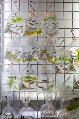 Küçük Balık Poşetleri