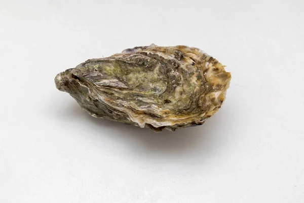 One Closed Oyster — Stock Photo, Image