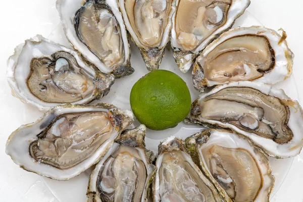 Oysters Delicacy — Stock Photo, Image