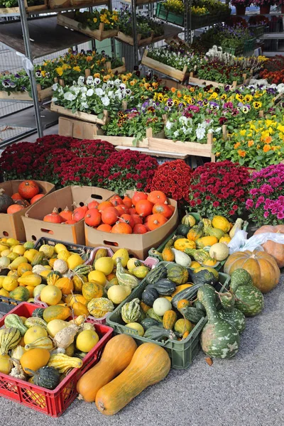 Abóbora Pumkins Gourds — Fotografia de Stock