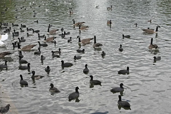 Birds in Lake — Stock Photo, Image