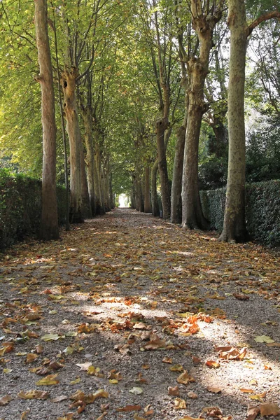 Trees Tunnel — Stock Photo, Image