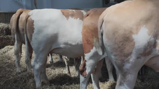 Αγελάδες Στον Αχυρώνα Στο Farm — Αρχείο Βίντεο