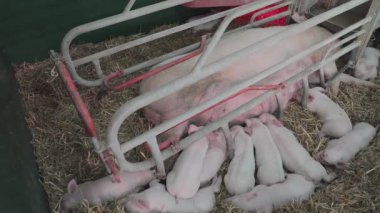 Modern Çiftlikte Kalemde Domuzyavruları ve Büyük Domuz