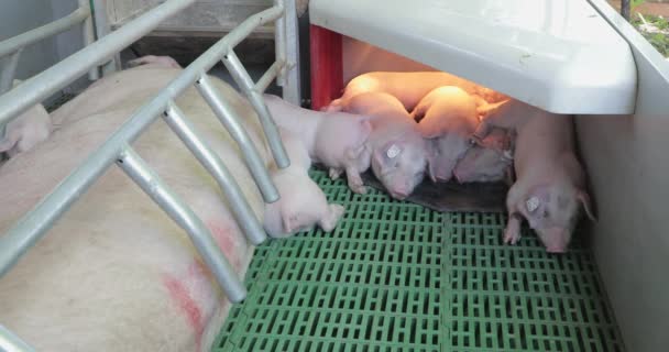 現代農場で眠い新生児の子豚 — ストック動画