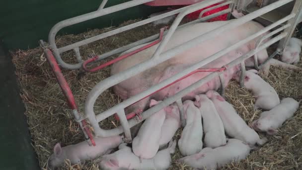 Γουρουνάκια Και Μεγάλο Γουρούνι Στη Μοντέρνα Φάρμα — Αρχείο Βίντεο