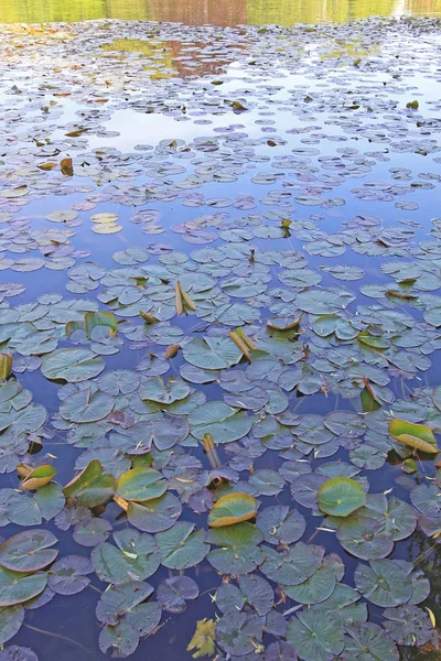 水のユリ — ストック写真