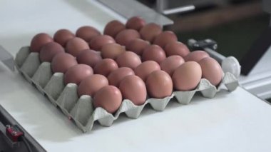 Konveyör bandı içinde karton yumurta işaretleme
